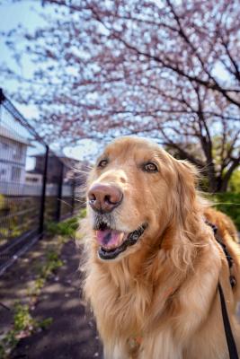 お花見楽しいね