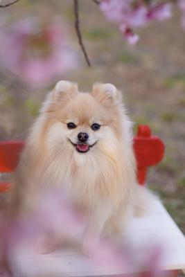 桜の木の下で