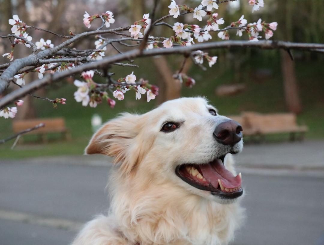 去年の桜キレイだね～