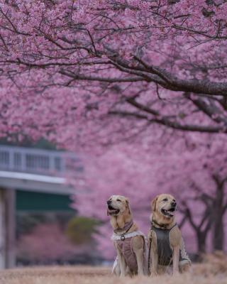 笑顔も満開