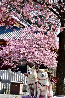 お花見しながらお詣り