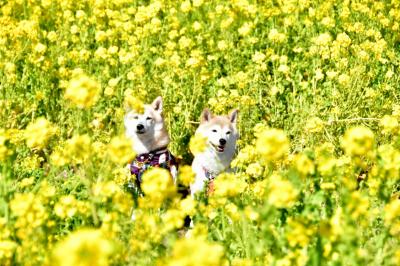 菜の花畑からひょっこり