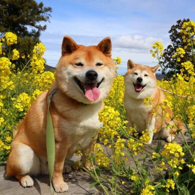 犬寄峠の黄色い丘