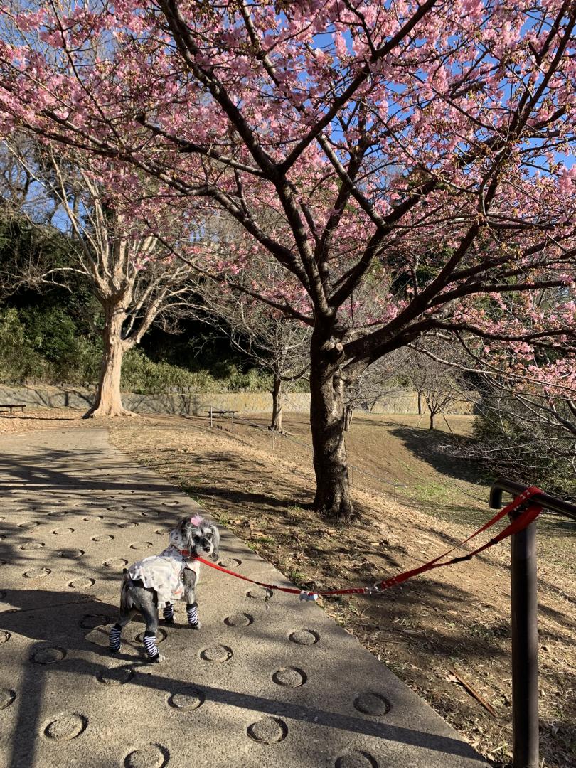 河津桜の木下で.....