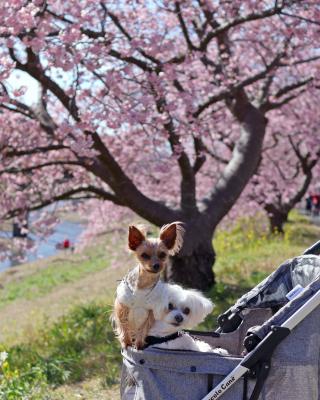 みなみの桜と菜の花　№4