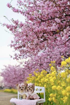 河津桜と菜の花ロード