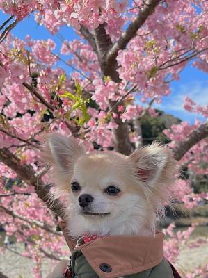 河津桜とみぃ