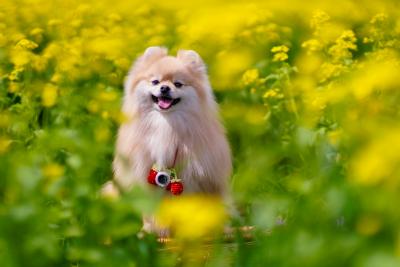 菜の花で僕もお写んぽ