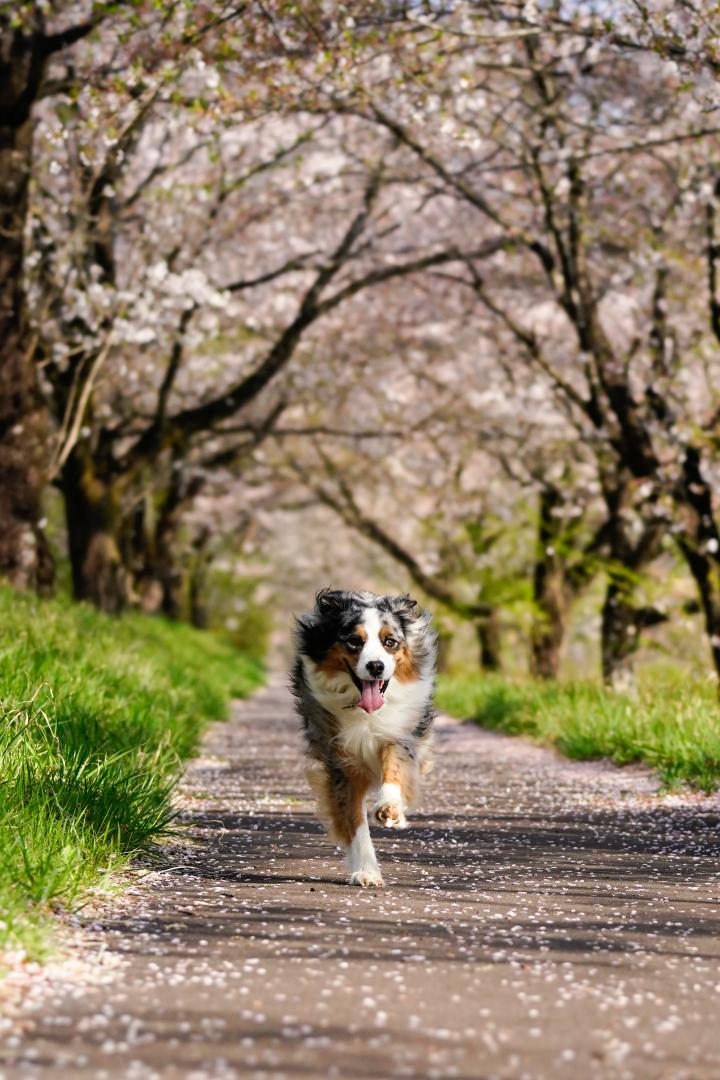 桜の花道