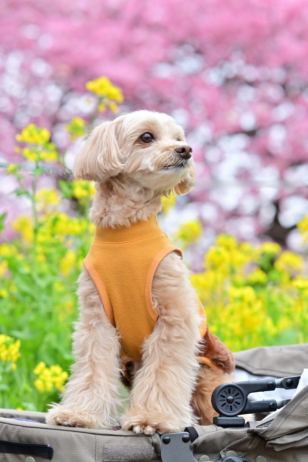 河津桜とめぇの爪