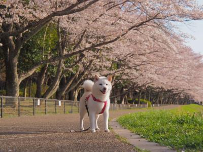 桜の季節