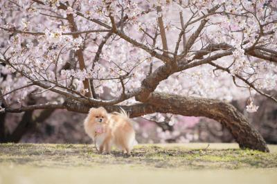 玉縄桜