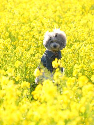 菜の花とミク