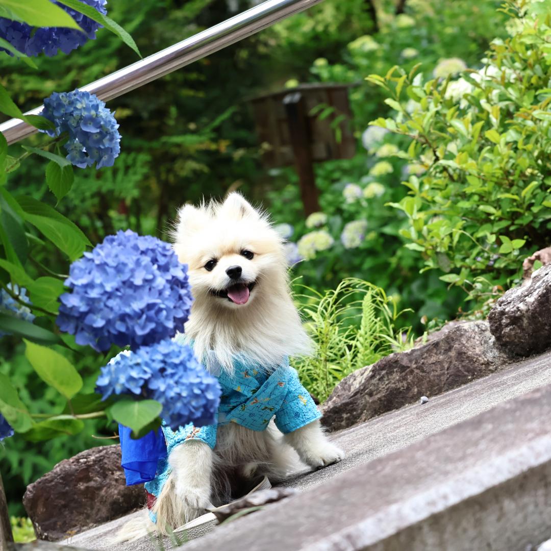 坂の紫陽花とツーショット