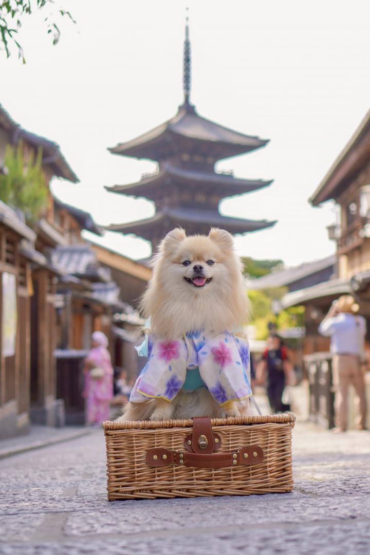 日本の夏