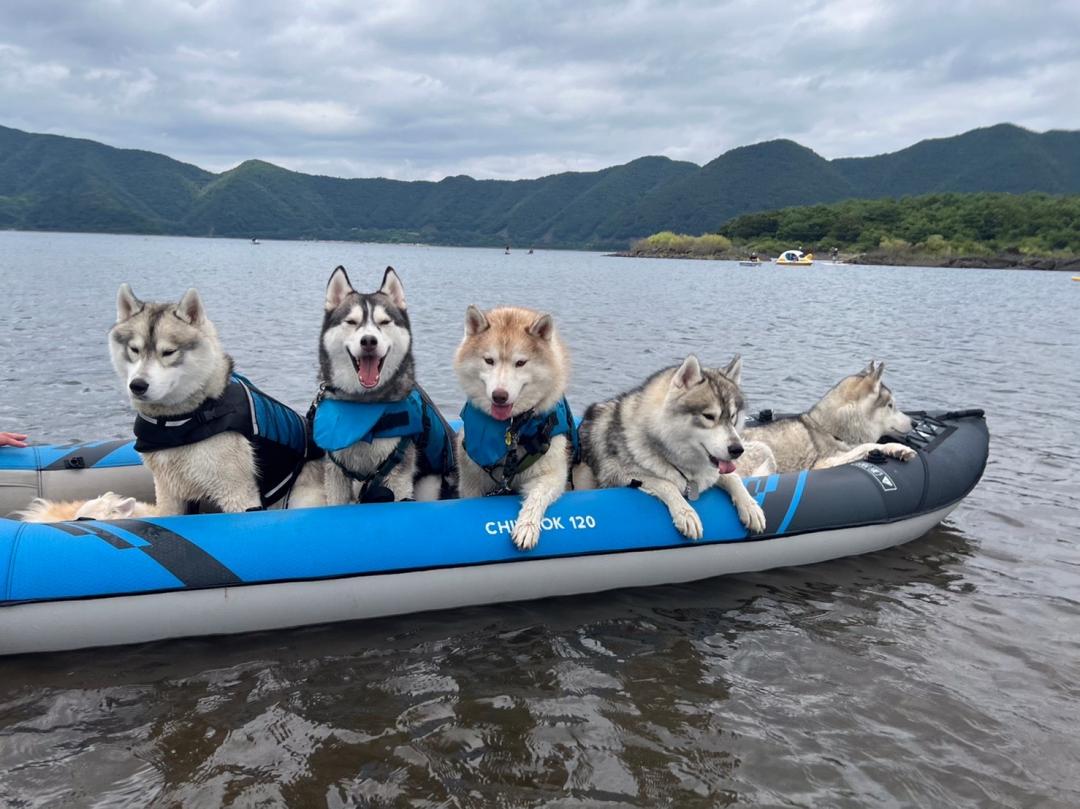 カヤック犬