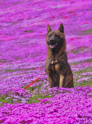 はじめての芝桜