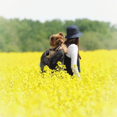 君と菜の花畑