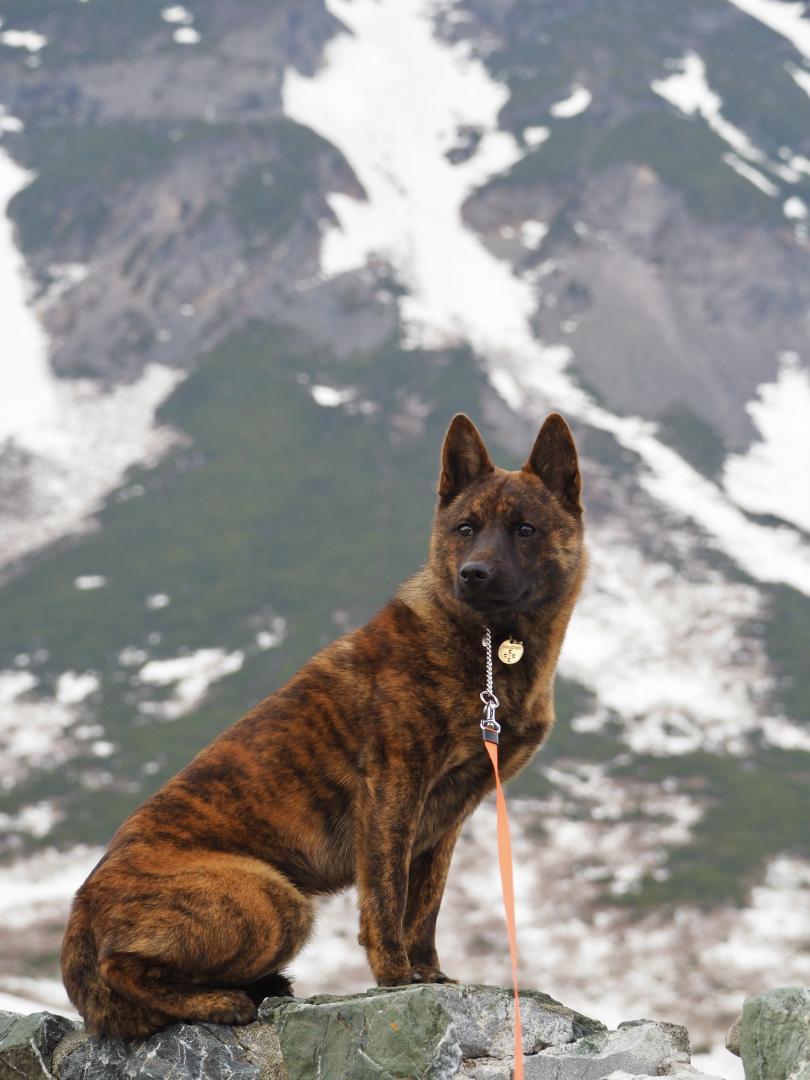 羅臼岳と甲斐犬