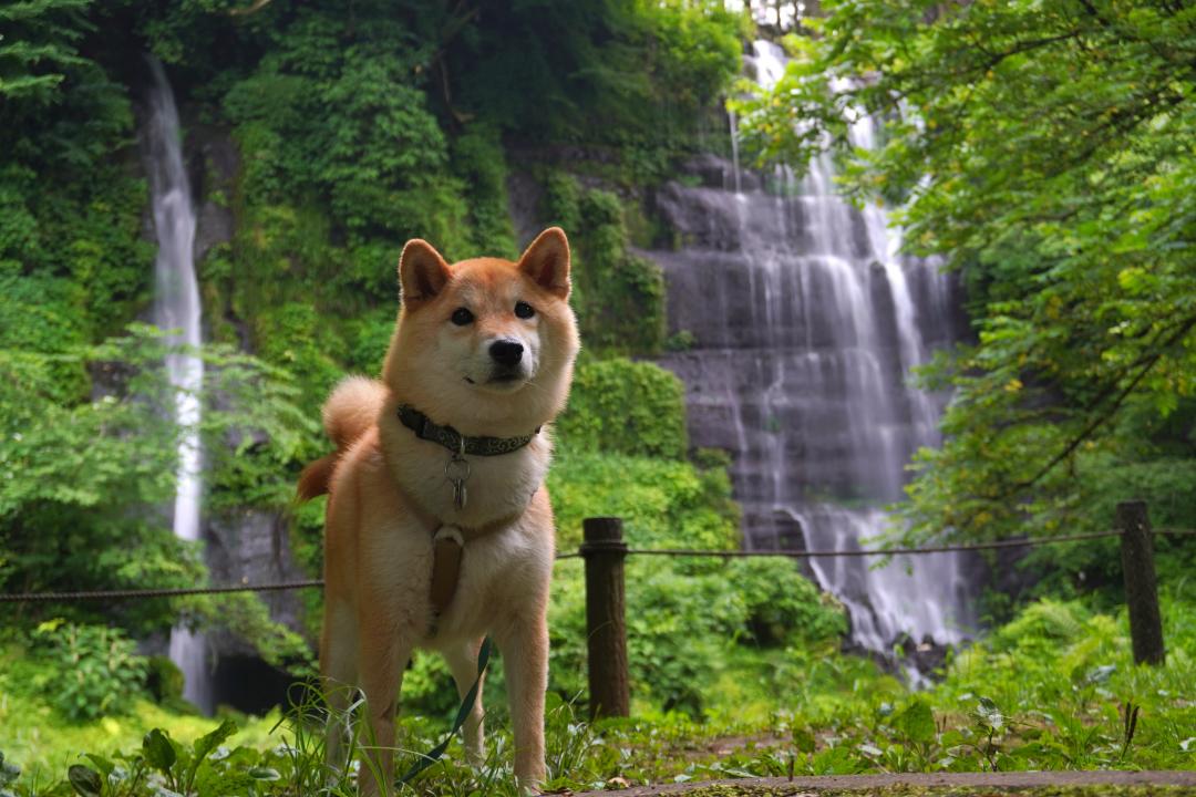 流れる滝と動かぬ犬