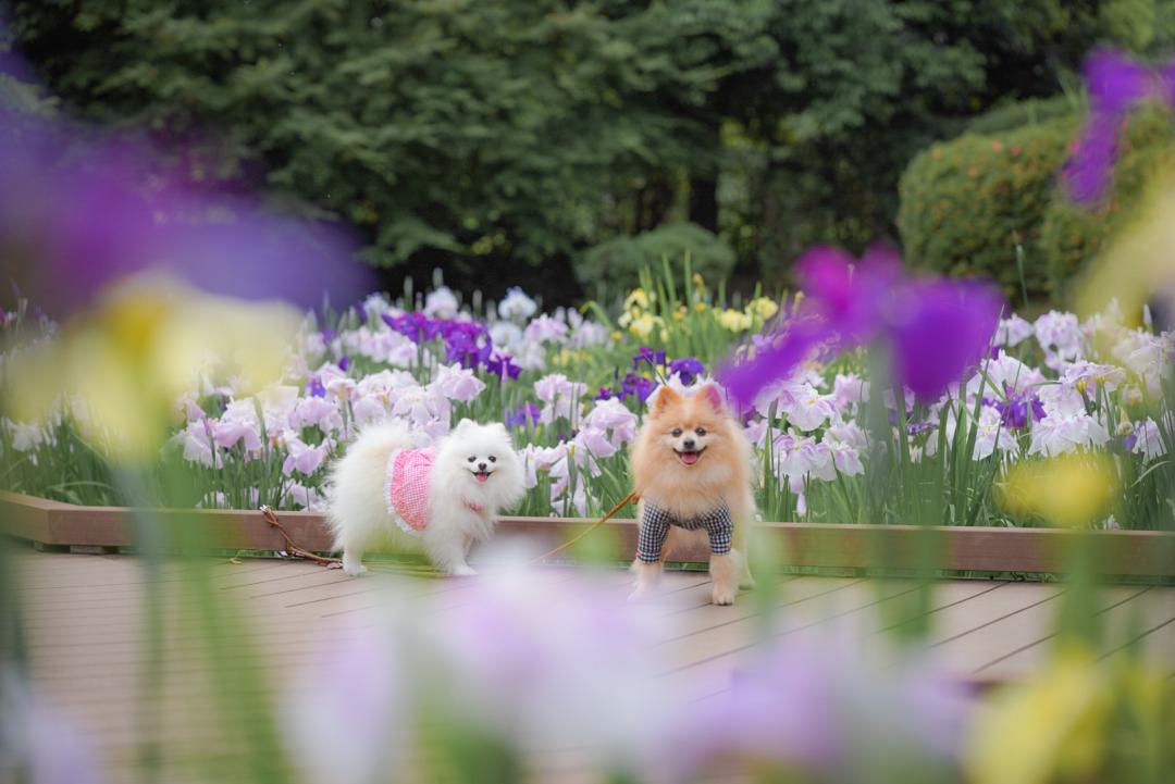 花しょうぶ