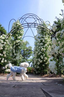 White Rose&White poodle &blue sky