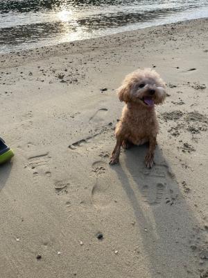 夏の海で別犬へ！