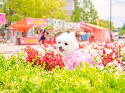 お祭り...♪*ﾟ