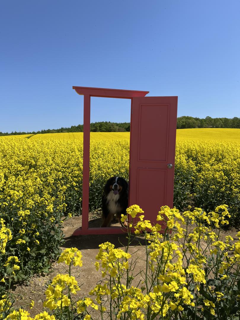 菜の花とどこでもドア