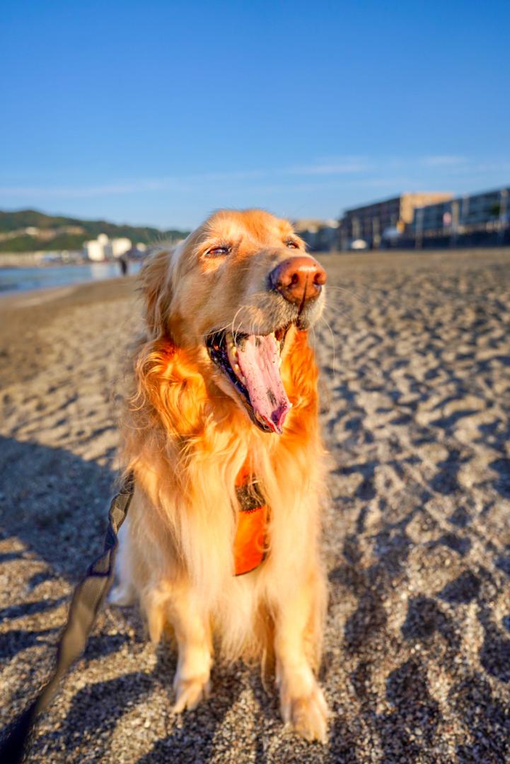 海で大あくび