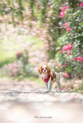 秘密の花園