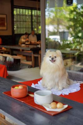 まるで看板犬