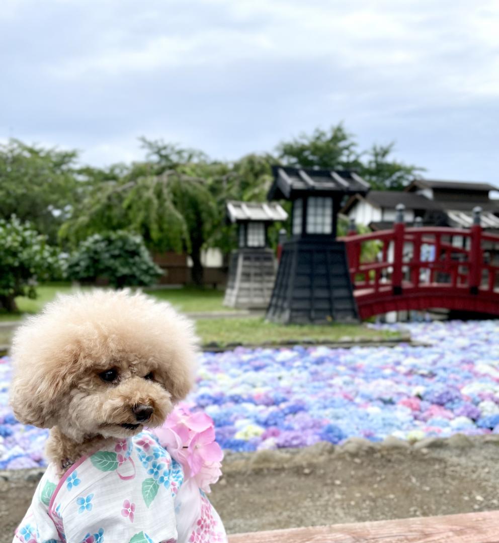 北海道松前浮きあじさい