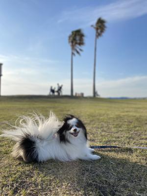 海岸のお散歩