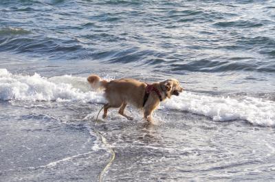 海の似合う犬