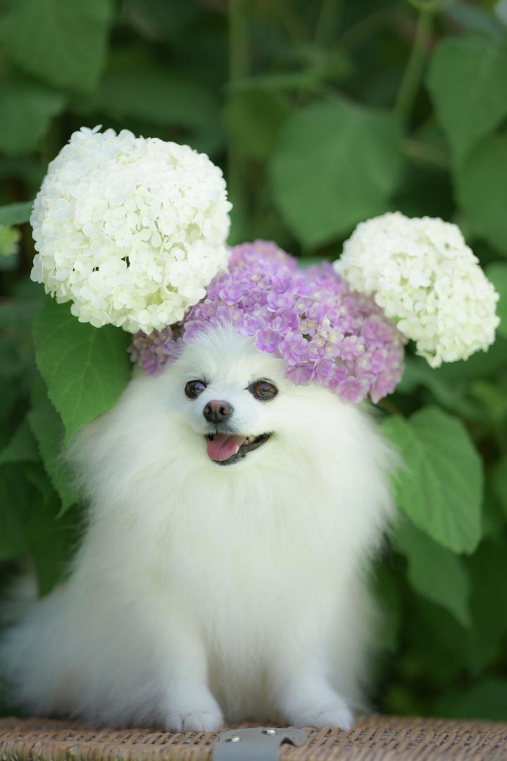 アフロミッキー犬