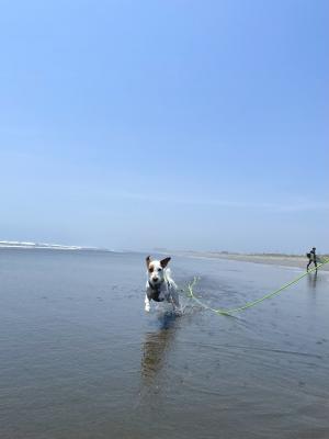 海開きだ！