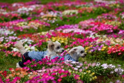 お花畑でランラン