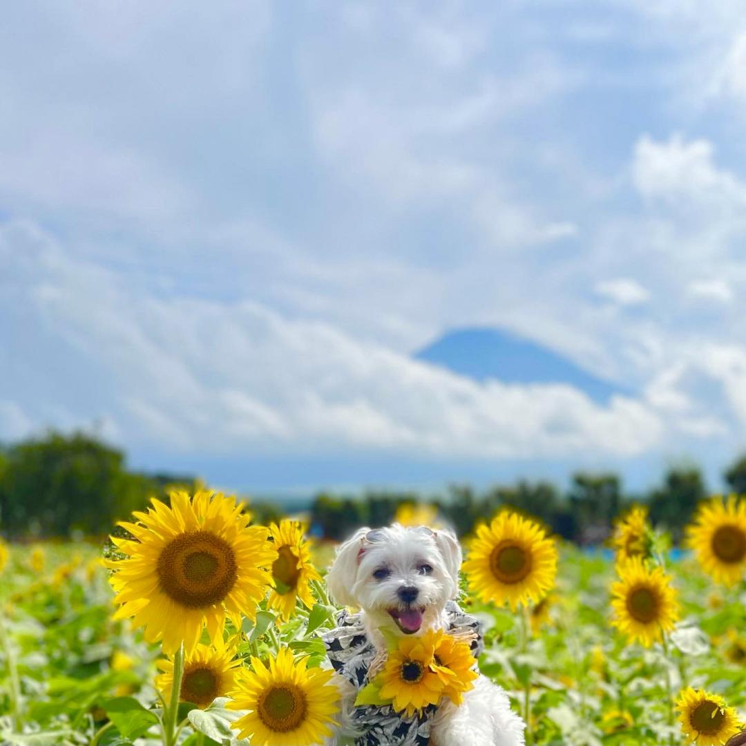 チャオとひまわりと富士山