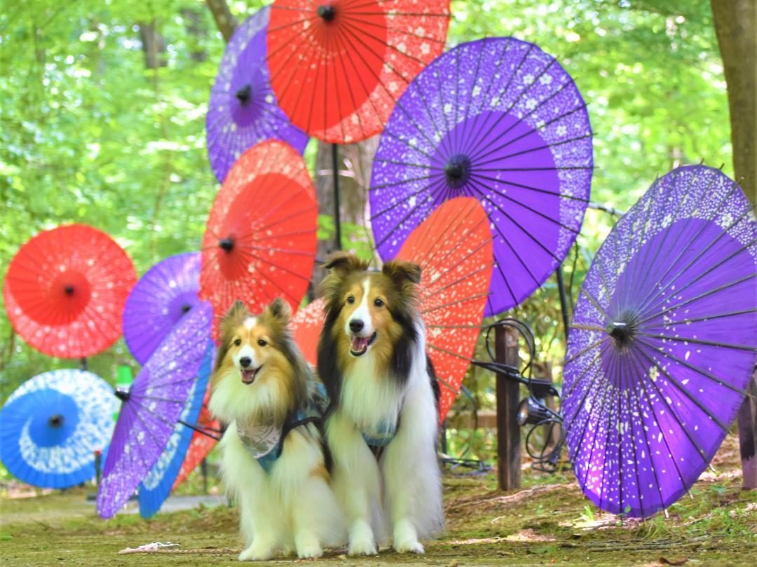 アルプスあずみの公園散歩中