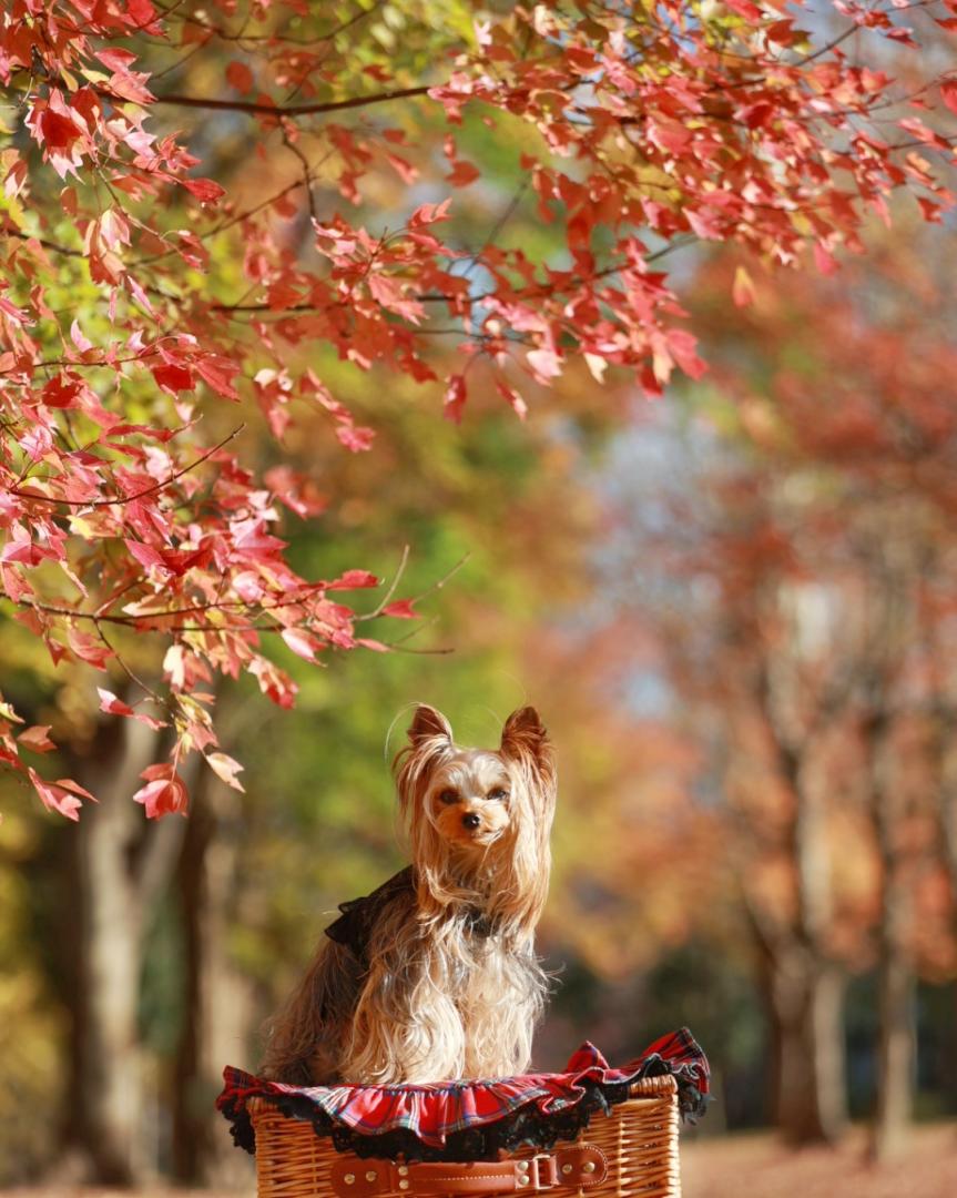 紅葉のなかを