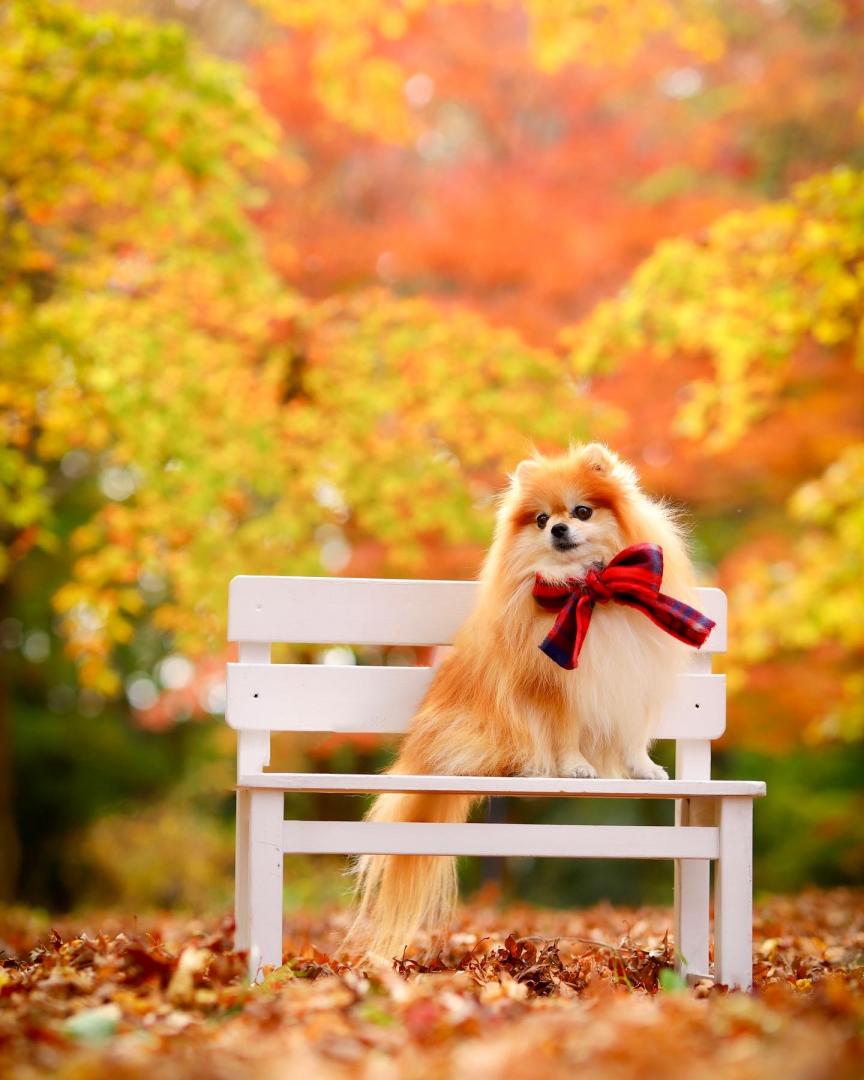 紅葉とまもる