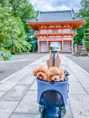 梅と桜と道成寺