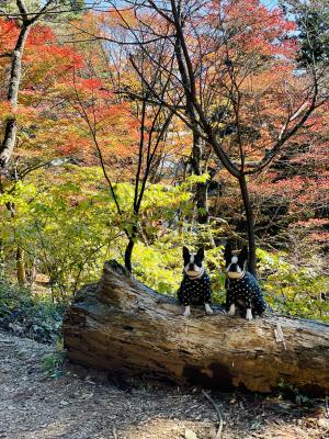 秋の遠足 with dogs