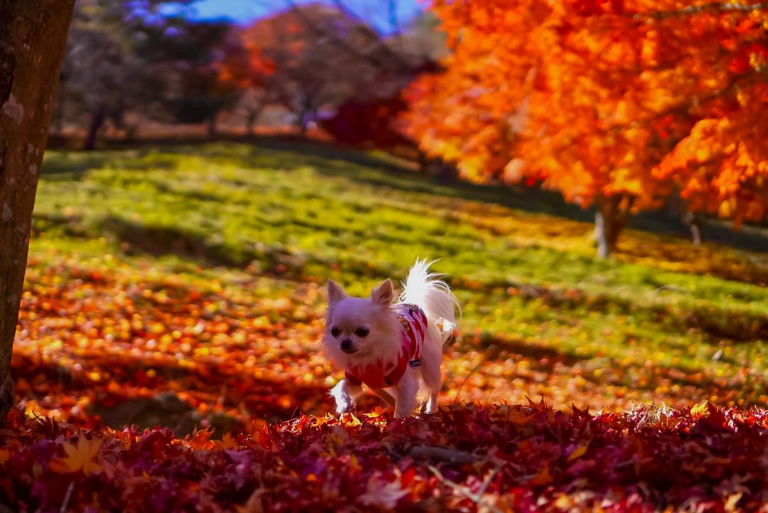 紅葉カサカサ音を鳴らして