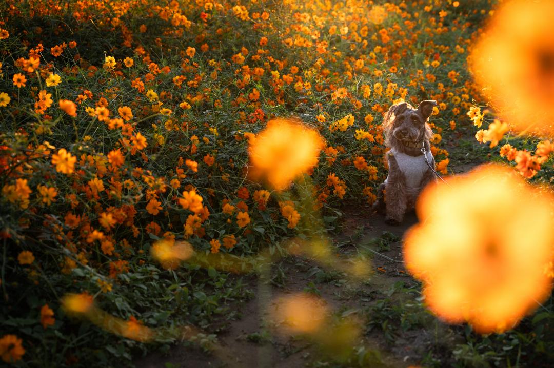 夕暮れの花畑