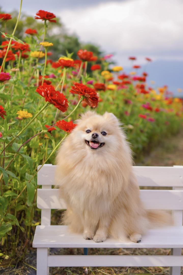 ジニアのお花畑と