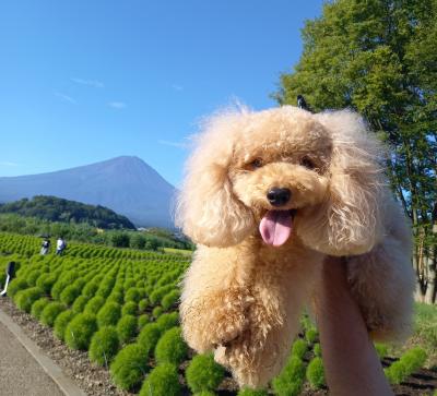 富士山とロピ