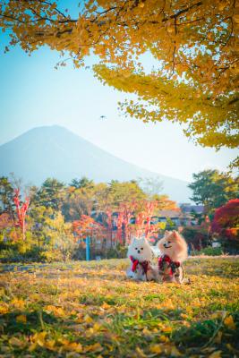 秋の富士山と一緒に