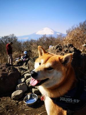 富士山×柴犬